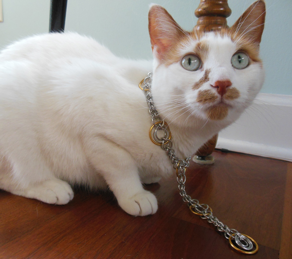 cat wearing chainmaille necklace
