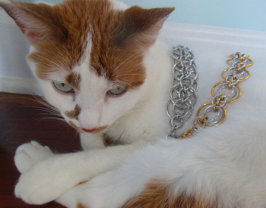 jewelry stuff on my cat zeela
