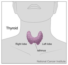 thyroid-gland