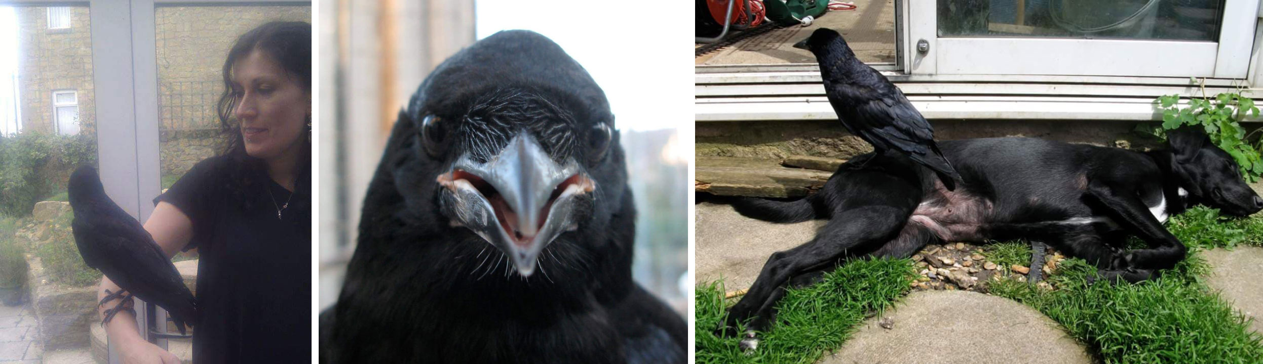 montage of Jack the Crow with chainmaille artisan Corvus/Redcrow