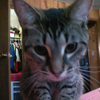 gray cat