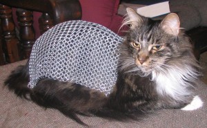 Chainmail_Cat_2_by_Rossic